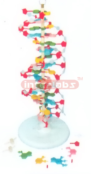 BIG DNA DOUBLE HELIX MODEL